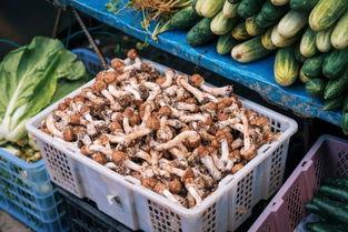 芒市本地吃瓜,探寻本地特色美食之旅