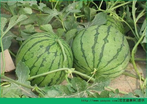 吃腊瓜的益处,养生保健的佳选，揭秘吃腊瓜的五大益处