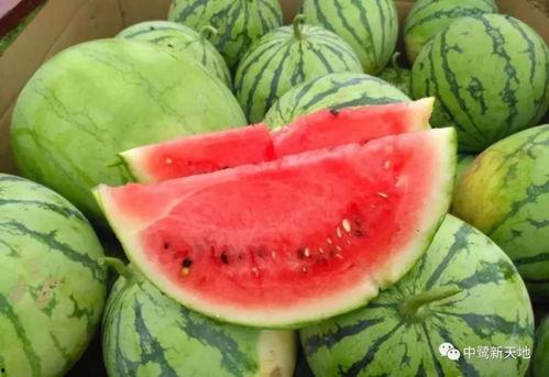 开启吃瓜全文,一场全民参与的娱乐盛宴