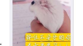 老鼠吃瓜配音,一场趣味配音之旅