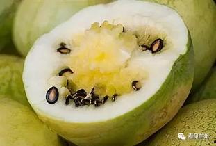 籽瓜蒸熟吃效果好吗怎么吃,营养价值与美味烹饪方法揭秘