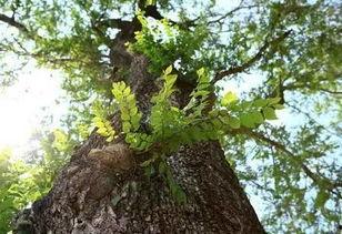 吃瓜榆树,揭秘民间传说背后的神秘故事