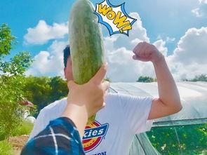 吃瓜了吃到饱,从吃到饱的奇妙旅程