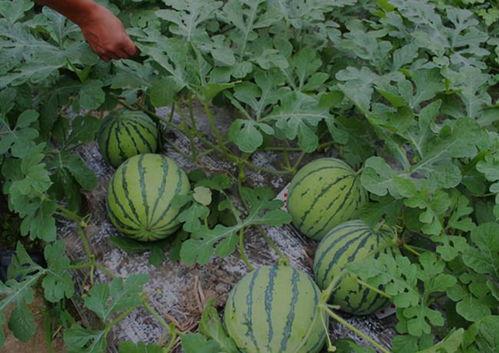 挖果器吃瓜,一场与瓜果的欢乐邂逅