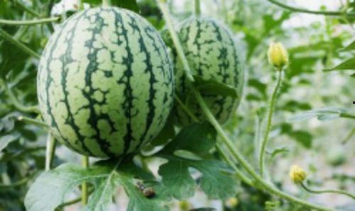 谷风印象吃瓜,吃瓜群众的夏日盛宴