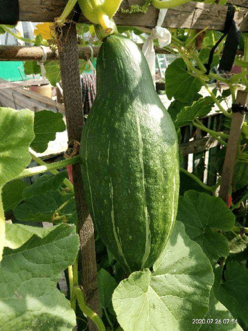 吃瓜花怎么吃,揭秘吃瓜花的独特美味与食用方法