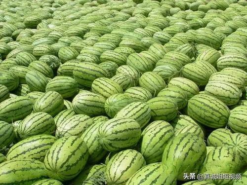 夏天吃大瓜,大瓜盛宴，清凉一夏