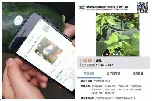 面对舆论如何理性吃瓜,如何面对网络舆论