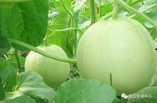 章丘吃瓜事件私教,揭秘健身教练的“甜蜜陷阱”