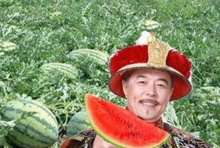 吃瓜第一线 瓜农,揭秘瓜农的辛勤与智慧