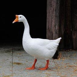 吃瓜鹅每日报到