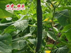 在菜棚吃瓜,瓜香四溢的悠闲时光