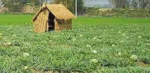 吃瓜群众摆摊,吃瓜群众的美食盛宴