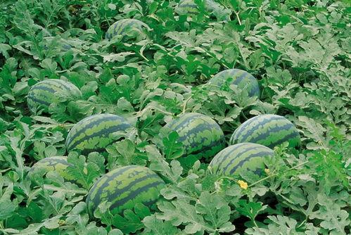 弯弯吃瓜群,揭秘网络社交圈的趣味与争议