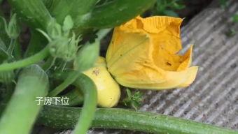 小源吃瓜,揭秘娱乐圈那些不为人知的幕后故事