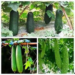 吃三天瓜,揭秘生活百态