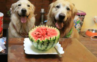 狗可以吃捧瓜吗怎么吃,如何安全美味地与爱宠共享夏日清凉