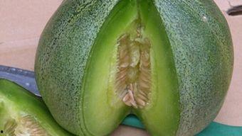 什么瓜能直接吃