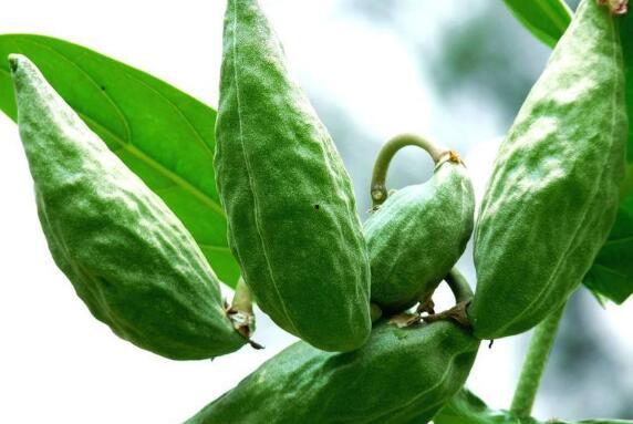 吃牛角瓜的文案,舌尖上的独特风味之旅