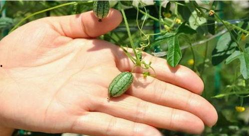 梦中在树上摘瓜吃,树上摘瓜的奇幻之旅