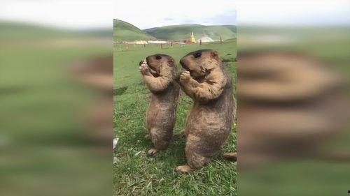 草原特殊吃瓜群众,揭秘草原生活新风尚