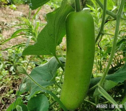 瓠子瓜炒着吃,家常菜中的清新之选