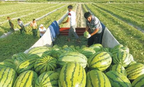 海南吃瓜事件图片,一场网络热议背后的真相揭秘