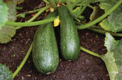 秋天吃瓜会怎样,揭秘秋天吃瓜的神奇效果