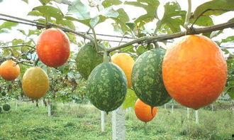 哺乳可以吃吊瓜,吊瓜营养食谱，助力宝宝健康成长