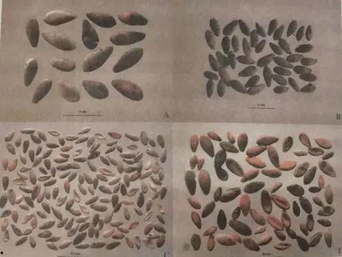 穿越古言吃瓜,宫廷风云，吃瓜群众逆袭记