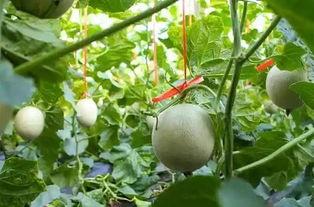 小孩吃的网纹瓜,宝宝餐桌上的清新美味