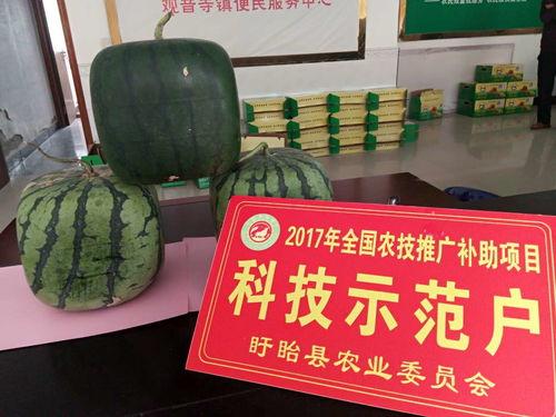 宝宝吃佛瓜,佛瓜营养食谱分享