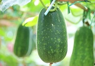 吃楠瓜种子好吗