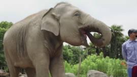 小鬼吃瓜二狗,揭秘娱乐圈的神秘面纱