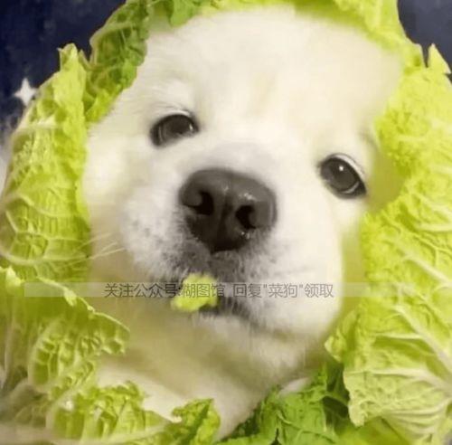 狗头吃瓜群头像,揭秘网络社交圈的趣味瞬间