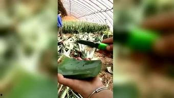 吃瓜的胖子图文,娱乐圈背后的那些事儿