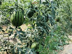 天选的吃瓜,揭秘娱乐圈幕后风云