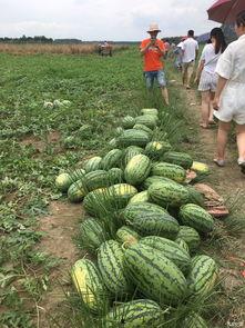 sunny吃瓜,揭秘娱乐圈幕后故事