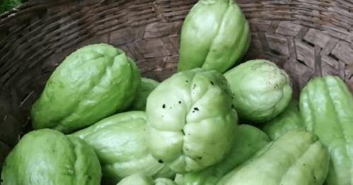 男人吃的瓜,揭秘男性瓜食文化