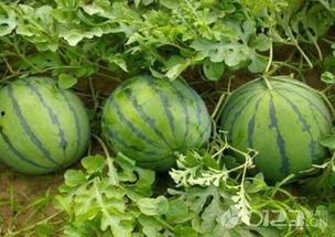 吃瓜就是吃自己的瓜,你吃的其实是自己的瓜