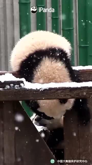 吃瓜小熊打伞,吃瓜小熊的夏日伞趣记