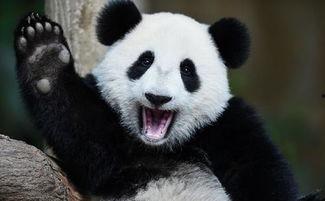 熊猫母子吃瓜,熊猫母子共享夏日甜蜜瓜果时光