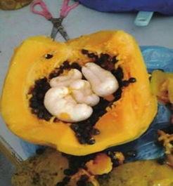 吃瓜的崽崽,吃瓜崽崽的趣味生活点滴