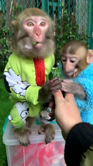 猴子吃小瓜图片,猴子欢乐吃小瓜瞬间捕捉
