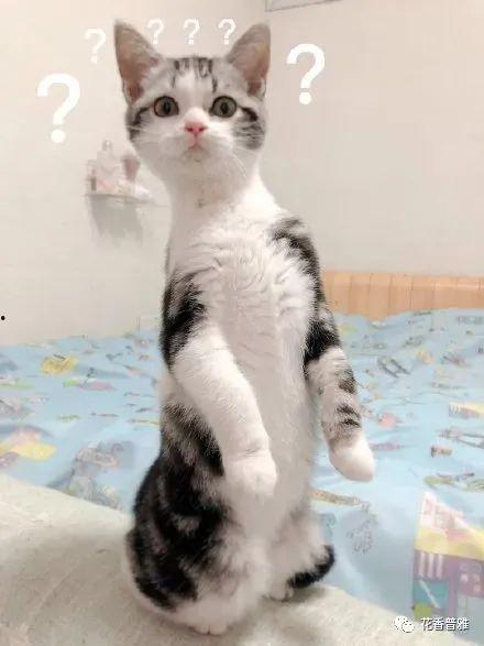 猫在网上吃瓜,猫咪版吃瓜日常