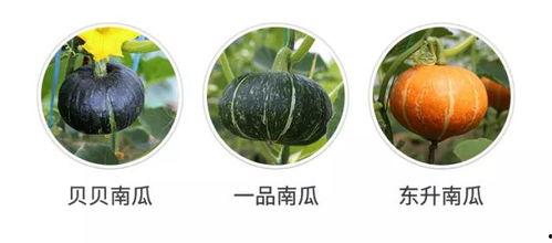 鹅吃兰瓜吗,一场意外的餐桌邂逅