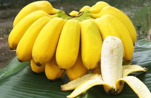 吃瓜直播芭蕉芯,芭蕉芯背后的娱乐产业秘密