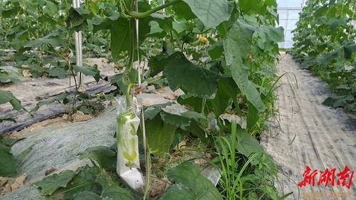 湖南株洲吃瓜趣事,一场别开生面的吃瓜盛宴