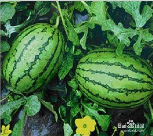 吃瓜可以吗,吃瓜群众视角下的娱乐圈风云