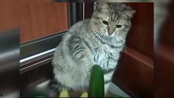 小猫吃小瓜,一场关于成长与好奇的冒险